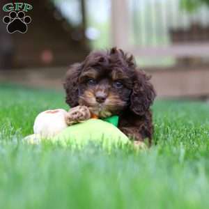 Theodore, Cockapoo Puppy